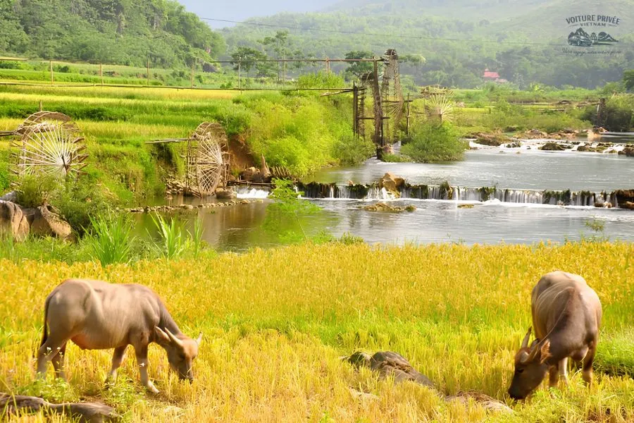 Transfert Privé En Voiture De Ninh Binh À Pu Luong - Voiture Privée Vietnam